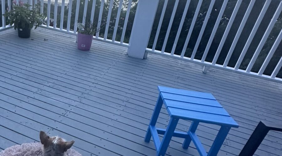 The Day The Dog Died