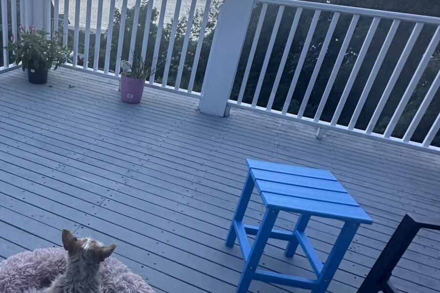 The Day The Dog Died