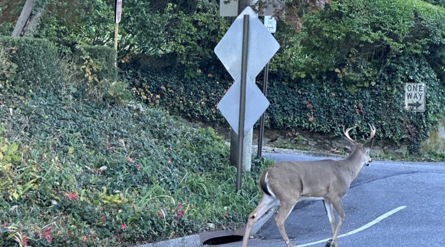 Finding Our Way Home