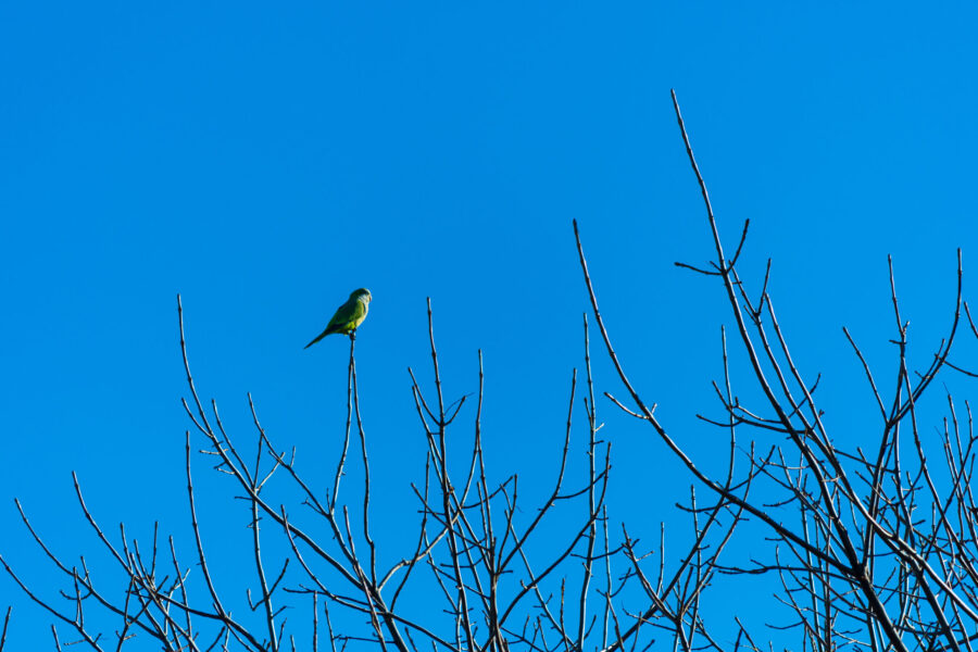 Always Go For the Highest Perch