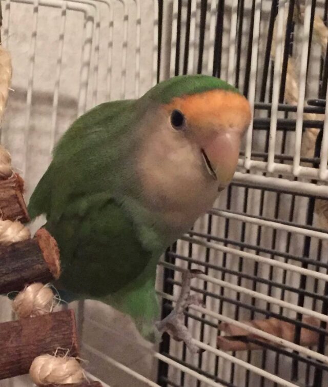 In loving memory of Goji 💗 Happy National Pet Bird Day!
#nationalpetbirdday #lovebirds  #bird # birds #dutchbluelovebird #love #beauty #memory #memorial #kindness #soaringhealthylife